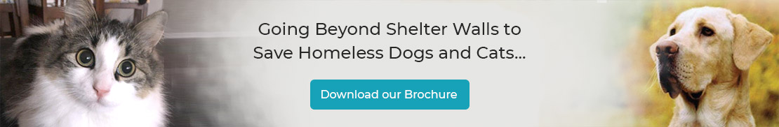 Download our Brochure